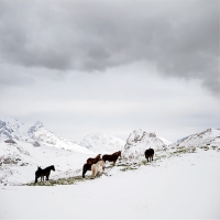 http://www.pabloga.com/es/files/gimgs/th-13_13_caballos-nieve-1_v2.jpg