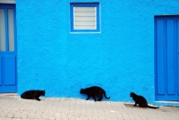 http://www.pabloga.com/es/files/gimgs/th-13_13_gatos-negros.jpg