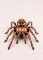 http://www.pabloga.com/es/files/gimgs/th-32_spider.jpg